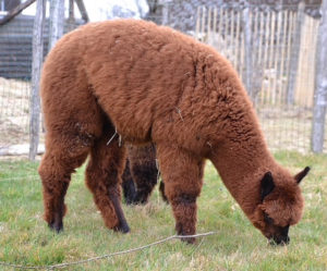 Alpagas du Périgord