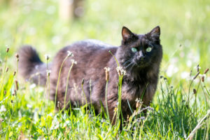 Chats fermette du Pérougord