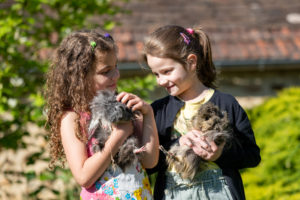 Cochons d'Inde Fermette du Pérougord