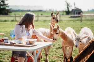 Pique Nique avec les alpagas à la fermette du pérourgord